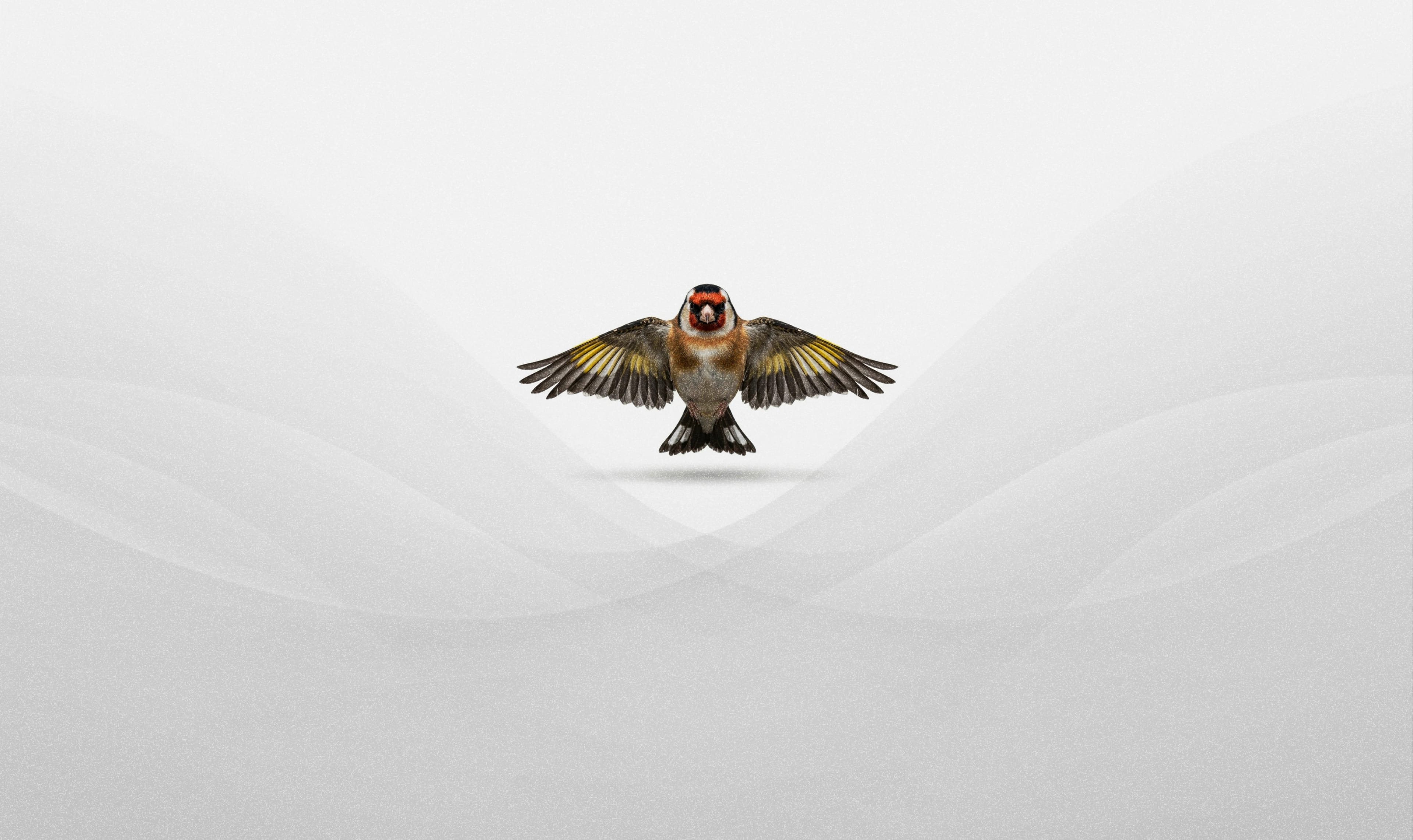 Carduelis carduelis, el jilguero europeo, en vuelo
